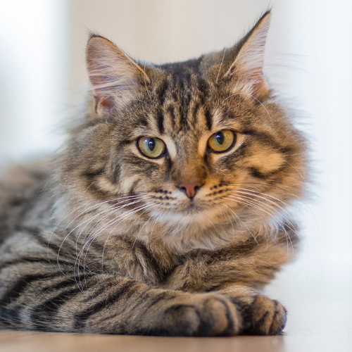 Gata Siamês Pandora